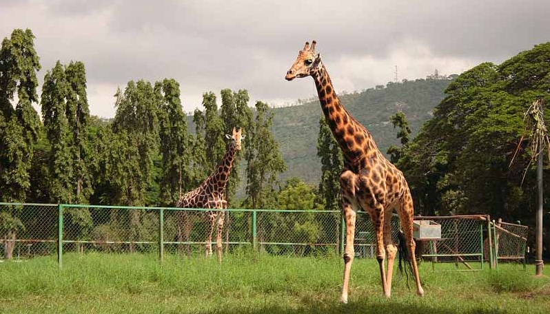 Mysore Zoo